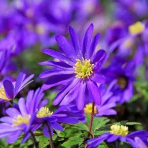 Anemone blanda Blue Shades, Anemone 'Blue Shades', Grecian Windflower 'Blue Shades', Wood Anemone 'Blue Shades', Spring Flowers, Spring Bulbs, Early spring bulb, blue flowers in early spring