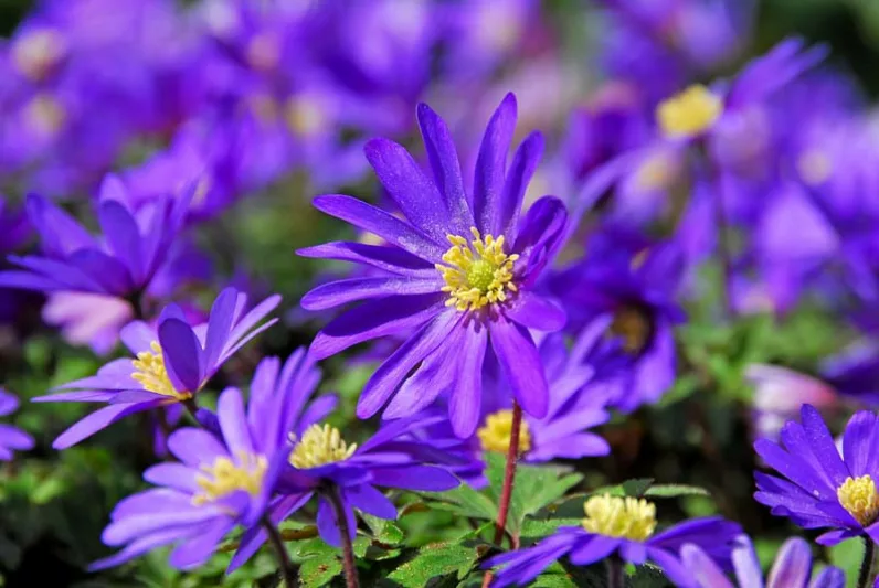 Anemone blanda Blue Shades, Anemone 'Blue Shades', Grecian Windflower 'Blue Shades', Wood Anemone 'Blue Shades', Spring Flowers, Spring Bulbs, Early spring bulb, blue flowers in early spring