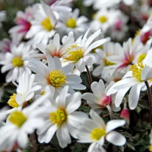 Anemone blanda White Splendour, Grecian Windflower White Splendour, Wood Anemone White Splendour, Anemone 'White Splendour', Anemone 'White Splendor', Grecian Windflower 'White Splendor', Wood Anemone 'White Splendor', Spring Flowers, Spring Bulbs