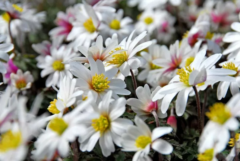 Anemone blanda White Splendour, Grecian Windflower White Splendour, Wood Anemone White Splendour, Anemone 'White Splendour', Anemone 'White Splendor', Grecian Windflower 'White Splendor', Wood Anemone 'White Splendor', Spring Flowers, Spring Bulbs