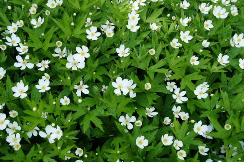 Anemone canadensis, Meadow Anemone, American Meadow Anemone, White Flowers, White Anemones, Woodland Flowers