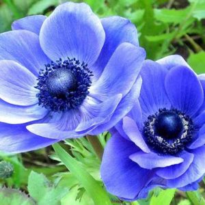 Anemone coronoria Blue Poppy, Poppy Anemone 'Blue Poppy', Spanish Marigold 'Blue Poppy, Windflower 'Blue Poppy', Crown Windflower 'Blue Poppy', Anemone coronaria De Caen,Blue Poppy Anemone, Blue Anemone de Caen