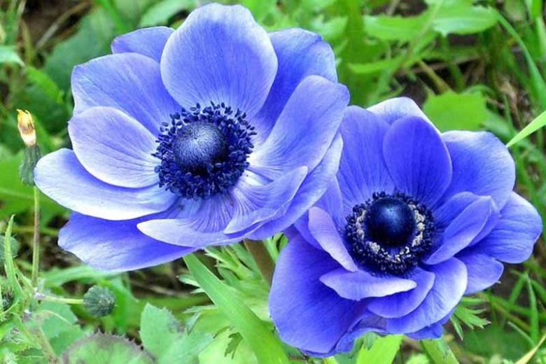 Anemone coronoria Blue Poppy, Poppy Anemone 'Blue Poppy', Spanish Marigold 'Blue Poppy, Windflower 'Blue Poppy', Crown Windflower 'Blue Poppy', Anemone coronaria De Caen,Blue Poppy Anemone, Blue Anemone de Caen