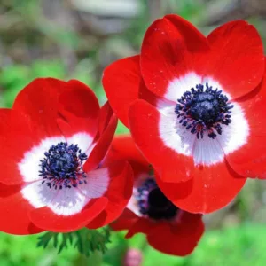 Anemone coronoria Hollandia, Poppy Anemone 'Hollandia', Spanish Marigold 'Hollandia', Windflower 'Hollandia', Crown Windflower 'Hollandia', Anemone coronaria De Caen,Red Poppy Anemone, Red Anemone de Caen