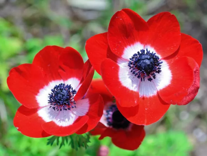 Anemone coronoria Hollandia, Poppy Anemone 'Hollandia', Spanish Marigold 'Hollandia', Windflower 'Hollandia', Crown Windflower 'Hollandia', Anemone coronaria De Caen,Red Poppy Anemone, Red Anemone de Caen