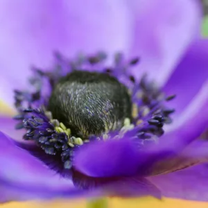 Anemone coronoria Mr Fokker, Poppy Anemone 'Mr Fokker', Spanish Marigold 'Mr Fokker', Windflower 'Mr Fokker', Crown Windflower 'Mr Fokker', Anemone coronaria De Caen,Blue Poppy Anemone, Blue Anemone de Caen