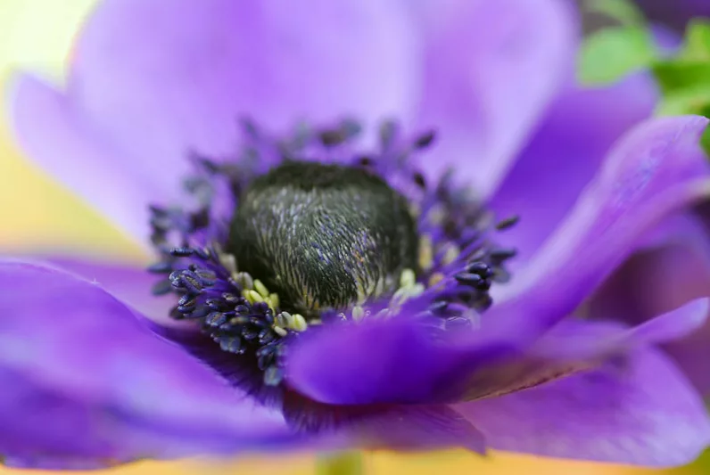 Anemone coronoria Mr Fokker, Poppy Anemone 'Mr Fokker', Spanish Marigold 'Mr Fokker', Windflower 'Mr Fokker', Crown Windflower 'Mr Fokker', Anemone coronaria De Caen,Blue Poppy Anemone, Blue Anemone de Caen