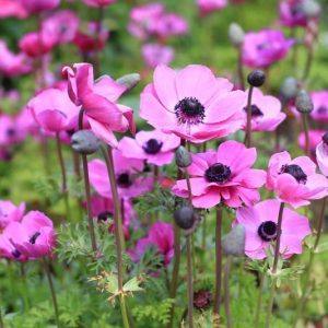 Anemone coronoria Rosea, Poppy Anemone 'Rosea', Spanish Marigold 'Rosea, Windflower 'Rosea', Crown Windflower 'Rosea', Anemone coronaria De Caen, Pink Poppy Anemone, Pink Anemone de Caen