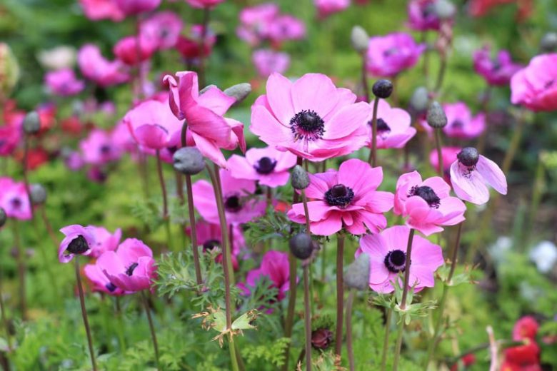 Anemone coronoria Rosea, Poppy Anemone 'Rosea', Spanish Marigold 'Rosea, Windflower 'Rosea', Crown Windflower 'Rosea', Anemone coronaria De Caen, Pink Poppy Anemone, Pink Anemone de Caen