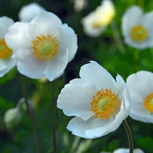 Anemone coronoria The Bride, Poppy Anemone 'The Bride', Spanish Marigold 'The Bride', Windflower 'The Bride', Crown Windflower 'The Bride', Anemone coronaria De Caen,White Poppy Anemone, White Anemone de Caen