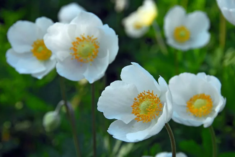 Anemone coronoria The Bride, Poppy Anemone 'The Bride', Spanish Marigold 'The Bride', Windflower 'The Bride', Crown Windflower 'The Bride', Anemone coronaria De Caen,White Poppy Anemone, White Anemone de Caen