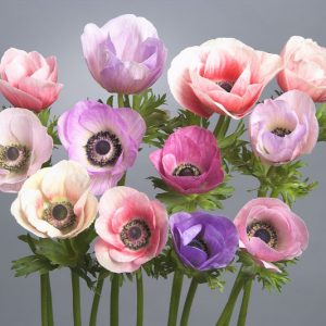 Anemone Galilee Pastel Mix, Anemone Galilee Pastel Mix, Anemone coronaria Galilee Pastel Mix, Garden Anemone Galilee Pastel Mix, Israeli Anemone Galilee Pastel Mix