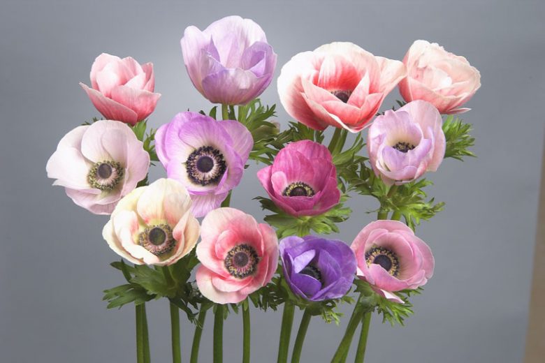Anemone Galilee Pastel Mix, Anemone Galilee Pastel Mix, Anemone coronaria Galilee Pastel Mix, Garden Anemone Galilee Pastel Mix, Israeli Anemone Galilee Pastel Mix