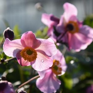 Anemone Splendens, Anemone Hupehensis var Japonica 'Splendens', Japanese Anemone 'Splendens', Windflower 'Splendens', Anemone x Hybrida 'Splendens', Anemone hupehensis 'Splendens', Anemone japonica 'Splendens', Late summer perennial, pink flowers