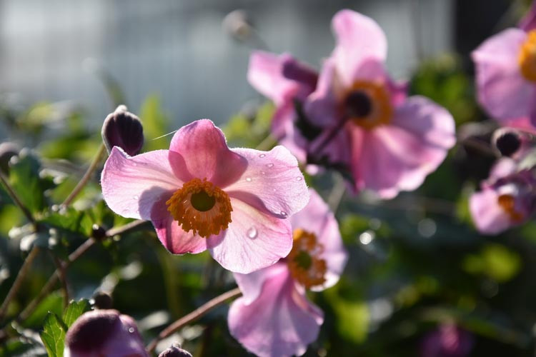 Anemone Splendens, Anemone Hupehensis var Japonica 'Splendens', Japanese Anemone 'Splendens', Windflower 'Splendens', Anemone x Hybrida 'Splendens', Anemone hupehensis 'Splendens', Anemone japonica 'Splendens', Late summer perennial, pink flowers