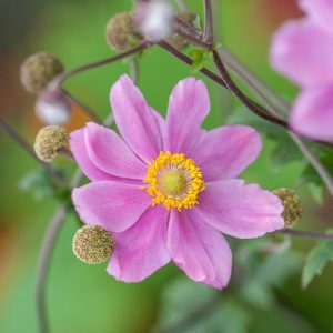Anemone Pamina, Anemone Hupehensis var Japonica 'Pamina'', Japanese Anemone 'Pamina', Windflower 'Pamina', Anemone x Hybrida 'Pamina', Late summer perennial, pink flowers
