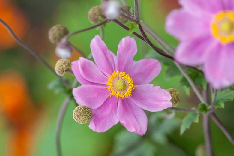 Anemone Pamina, Anemone Hupehensis var Japonica 'Pamina'', Japanese Anemone 'Pamina', Windflower 'Pamina', Anemone x Hybrida 'Pamina', Late summer perennial, pink flowers