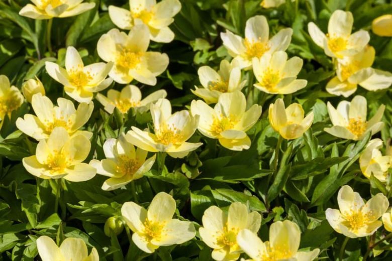 Anemone lipsiensis, Yellow Wood Anemone, Anemone seemanii, Anemone × seemannii, Anemone × intermedia, Yellow Anemone, Yellow anemones