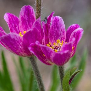 Anemone multifida, Pacific Anemone, Red Windflower, Early Thimbleweed, Cut-leaf Anemone, Pink Flowers