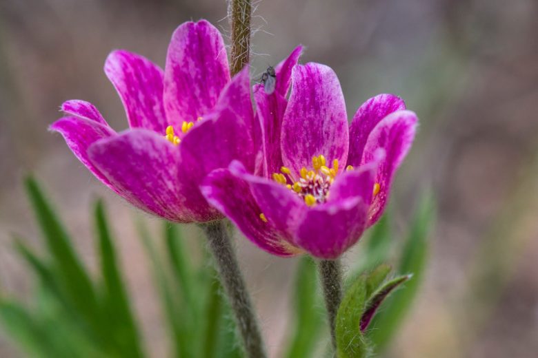 Anemone multifida, Pacific Anemone, Red Windflower, Early Thimbleweed, Cut-leaf Anemone, Pink Flowers