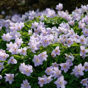 Anemone nemorosa 'Robinsoniana', Wood Anemone 'Robinsoniana', Lady's Nightcap 'Robinsoniana', Moonflower 'Robinsoniana', Nightcaps 'Robinsoniana', Old Woman's Nest 'Robinsoniana', Wind-Flower 'Robinsoniana', Wood Crowfoot 'Robinsoniana', Wood Windflower 'Robinsoniana'