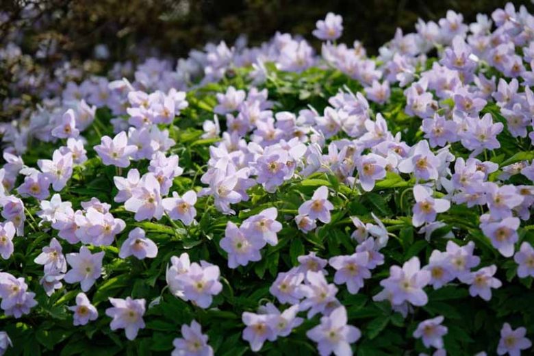 Anemone nemorosa 'Robinsoniana', Wood Anemone 'Robinsoniana', Lady's Nightcap 'Robinsoniana', Moonflower 'Robinsoniana', Nightcaps 'Robinsoniana', Old Woman's Nest 'Robinsoniana', Wind-Flower 'Robinsoniana', Wood Crowfoot 'Robinsoniana', Wood Windflower 'Robinsoniana'