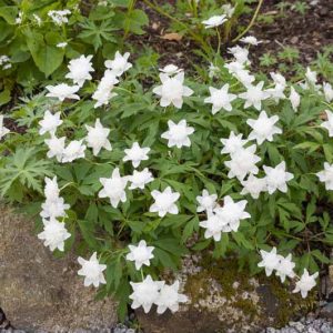 Anemone nemorosa 'Vestal', Wood Anemone 'Vestal', Lady's Nightcap 'Vestal', Moonflower 'Vestal', Nightcaps 'Vestal', Old Woman's Nest 'Vestal', Wind-Flower 'Vestal', Wood Crowfoot 'Vestal', Wood Windflower 'Vestal', Double Anemones