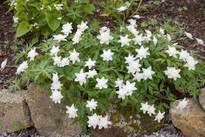 Anemone nemorosa 'Vestal', Wood Anemone 'Vestal', Lady's Nightcap 'Vestal', Moonflower 'Vestal', Nightcaps 'Vestal', Old Woman's Nest 'Vestal', Wind-Flower 'Vestal', Wood Crowfoot 'Vestal', Wood Windflower 'Vestal', Double Anemones