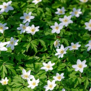 Anemone nemorosa 'Alba', Wood Anemone 'Alba', Lady's Nightcap 'Alba', Moonflower 'Alba', Nightcaps 'Alba', Old Woman's Nest 'Alba', Wind-Flower 'Alba', Wood Crowfoot 'Alba', Wood Windflower 'Alba', White Anemones