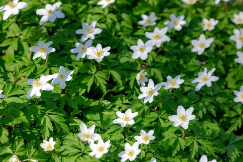 Anemone nemorosa 'Alba', Wood Anemone 'Alba', Lady's Nightcap 'Alba', Moonflower 'Alba', Nightcaps 'Alba', Old Woman's Nest 'Alba', Wind-Flower 'Alba', Wood Crowfoot 'Alba', Wood Windflower 'Alba', White Anemones