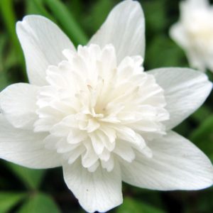 Anemone nemorosa 'Alba Plena', Wood Anemone 'Alba Plena', Lady's Nightcap 'Alba Plena', Moonflower 'Alba Plena', Nightcaps 'Alba Plena', Old Woman's Nest 'Alba Plena', Wind-Flower 'Alba Plena', Wood Crowfoot 'Alba Plena', Wood Windflower 'Alba Plena', Double Anemones