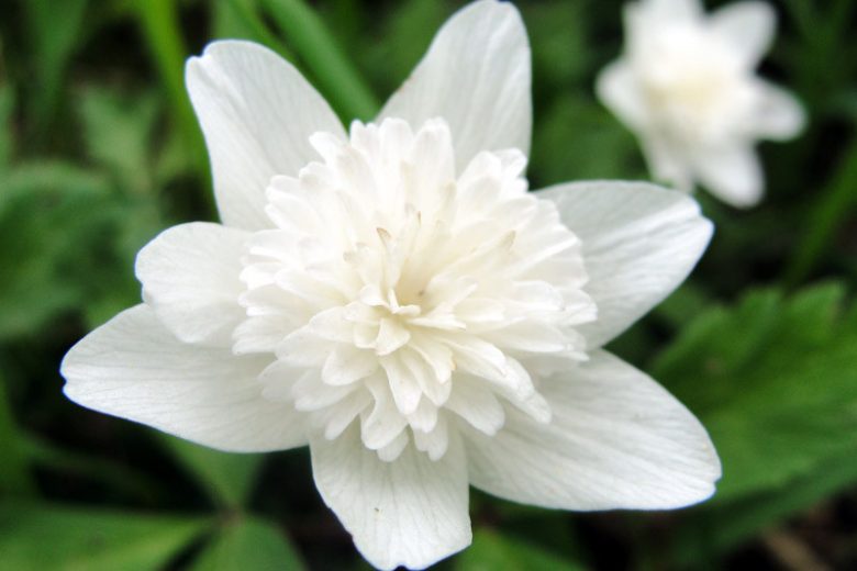 Anemone nemorosa 'Alba Plena', Wood Anemone 'Alba Plena', Lady's Nightcap 'Alba Plena', Moonflower 'Alba Plena', Nightcaps 'Alba Plena', Old Woman's Nest 'Alba Plena', Wind-Flower 'Alba Plena', Wood Crowfoot 'Alba Plena', Wood Windflower 'Alba Plena', Double Anemones