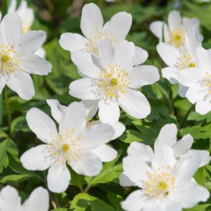 Anemone nemorosa 'Leeds Variety', Wood Anemone 'Leeds Variety', Lady's Nightcap 'Leeds Variety', Moonflower 'Leeds Variety', Nightcaps 'Leeds Variety', Old Woman's Nest 'Leeds Variety', Wind-Flower 'Leeds Variety', Wood Crowfoot 'Leeds Variety', Wood Windflower 'Leeds Variety', White Anemones