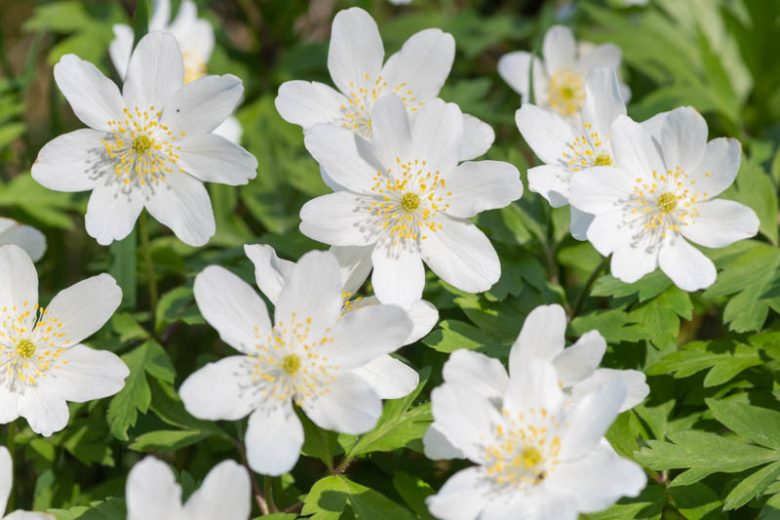 Anemone nemorosa 'Leeds Variety', Wood Anemone 'Leeds Variety', Lady's Nightcap 'Leeds Variety', Moonflower 'Leeds Variety', Nightcaps 'Leeds Variety', Old Woman's Nest 'Leeds Variety', Wind-Flower 'Leeds Variety', Wood Crowfoot 'Leeds Variety', Wood Windflower 'Leeds Variety', White Anemones