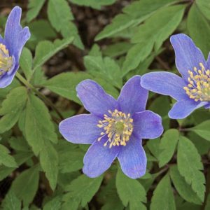 Anemone nemorosa 'Royal Blue', Wood Anemone 'Royal Blue', Lady's Nightcap 'Royal Blue', Moonflower 'Royal Blue', Nightcaps 'Royal Blue', Old Woman's Nest 'Royal Blue', Wind-Flower 'Royal Blue', Wood Crowfoot 'Royal Blue', Wood Windflower 'Royal Blue', Blue Anemones