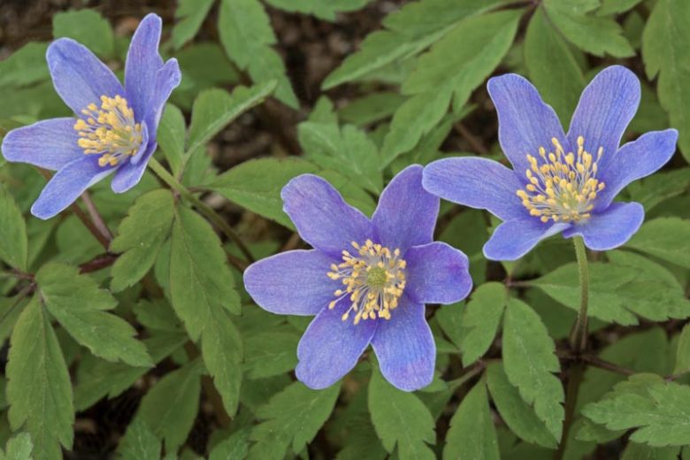 Anemone nemorosa 'Royal Blue', Wood Anemone 'Royal Blue', Lady's Nightcap 'Royal Blue', Moonflower 'Royal Blue', Nightcaps 'Royal Blue', Old Woman's Nest 'Royal Blue', Wind-Flower 'Royal Blue', Wood Crowfoot 'Royal Blue', Wood Windflower 'Royal Blue', Blue Anemones