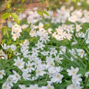 Anemone Nemorosa, Wood Anemone, Lady's Nightcap, Moonflower, Nightcaps, Old Woman's Nest, Wind-Flower, Wood Crowfoot, Wood Windflower