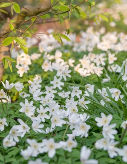 Anemone Nemorosa, Wood Anemone, Lady's Nightcap, Moonflower, Nightcaps, Old Woman's Nest, Wind-Flower, Wood Crowfoot, Wood Windflower