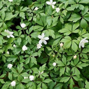 Anemone quinquefolia, Wood Anemone, Lady's Nightcap, Moonflower, Nightcaps, Old Woman's Nest, Wind-Flower, Wood Crowfoot, Wood Windflower