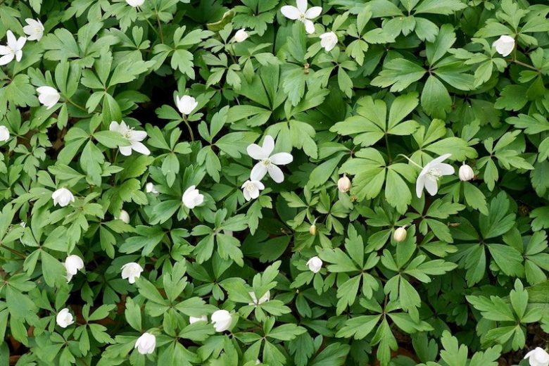 Anemone quinquefolia, Wood Anemone, Lady's Nightcap, Moonflower, Nightcaps, Old Woman's Nest, Wind-Flower, Wood Crowfoot, Wood Windflower