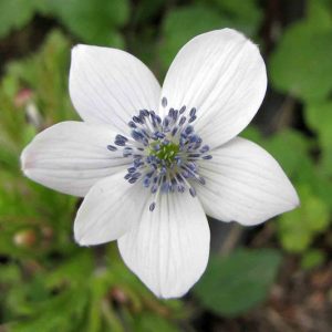 Anemone rivularis, Riverside Windflower, River Anemone, River Windflower, Tall Anemone, Eriocapitella rivularis, Anemone geraniifolia