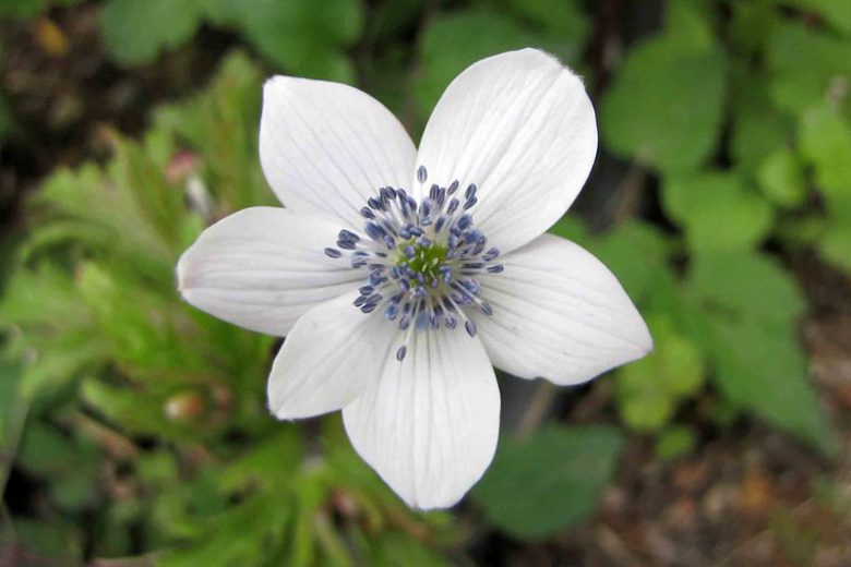 Anemone rivularis, Riverside Windflower, River Anemone, River Windflower, Tall Anemone, Eriocapitella rivularis, Anemone geraniifolia