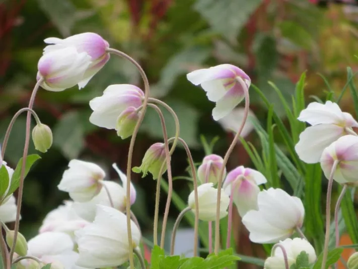 Anemone Sylvestris, Snowdrop Anemone, Snowdrop Windflower, Perennial for shade, Shade perennials, White flowers