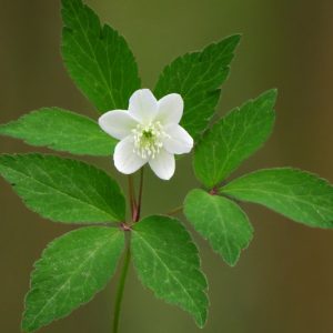 Anemone trifolia, Three-Leaved Anemone, Anemonoides trifolia, White Anemones, White Windflower