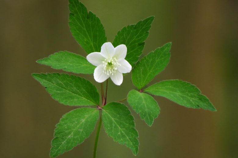 Anemone trifolia, Three-Leaved Anemone, Anemonoides trifolia, White Anemones, White Windflower