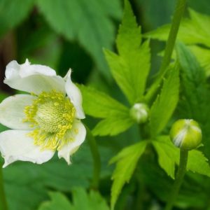 Anemone virginiana, Tall Thimbleweed, Thimbleweed, Tall Anemone, Three-Leaved Windflower, Virginia Anemone