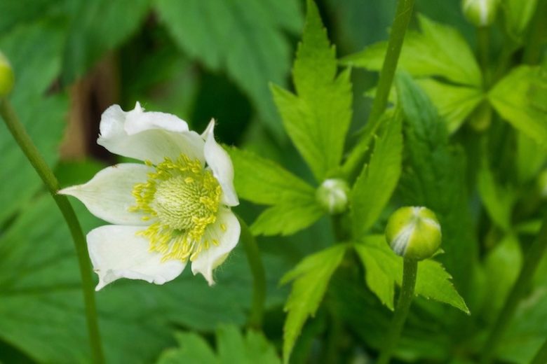 Anemone virginiana, Tall Thimbleweed, Thimbleweed, Tall Anemone, Three-Leaved Windflower, Virginia Anemone