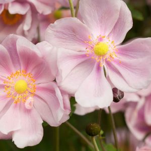 Anemone Elegans, Anemone x Hybrida 'Elegans', Japanese Anemone 'Elegans', Windflower 'Elegans', Late summer perennial, Pink Anemone, Anemone x hybrida 'Albert Schweitzer', Anemone x hybrida 'Max Vogel'