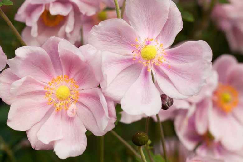 Anemone Elegans, Anemone x Hybrida 'Elegans', Japanese Anemone 'Elegans', Windflower 'Elegans', Late summer perennial, Pink Anemone, Anemone x hybrida 'Albert Schweitzer', Anemone x hybrida 'Max Vogel'