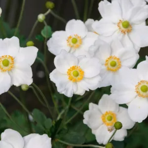 Anemone Honorine Jobert, Anemone x Hybrida 'Honorine Jobert', Japanese Anemone 'Honorine Jobert', Windflower 'Honorine Jobert', Anemone x Hybrida 'Alba', Late summer perennial, White flowers